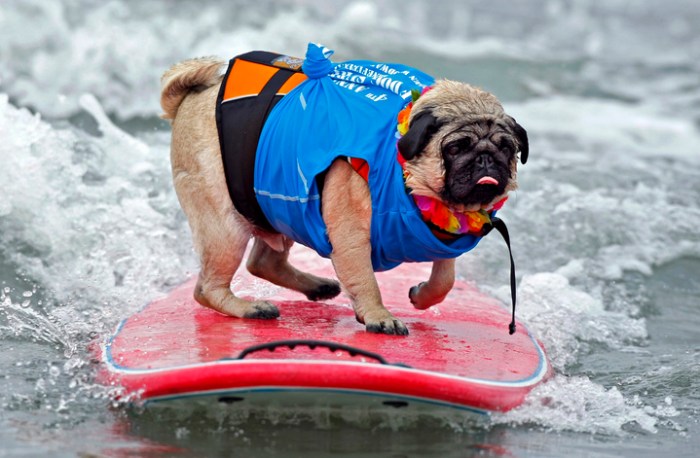 A two-year-old Pug named Bentley rides a wave at the 4th annual Helen Woodward Animal Center "Surf Dog Surf-A-Thon" at dog beach in Del Mar
