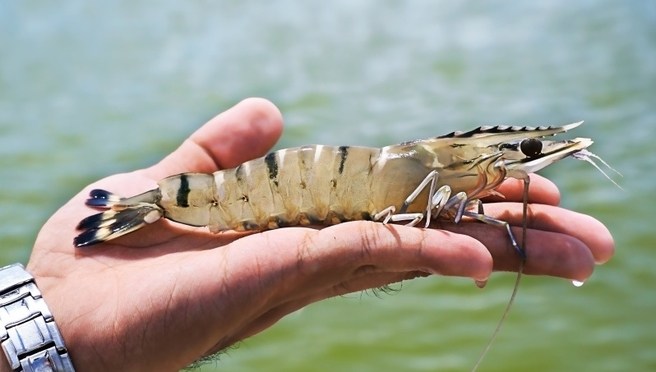 Project Sea Dragon UPDATE: Sustainable food is headed for the Kimberley
